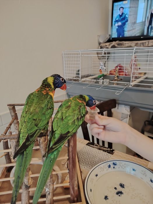 Papagali LORY Arcobaleno