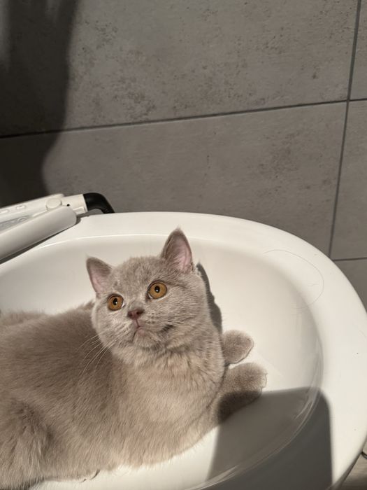 Pisicuta British Shorthair lilac