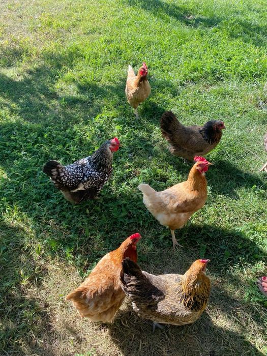 Продам кур, домашние, несушки