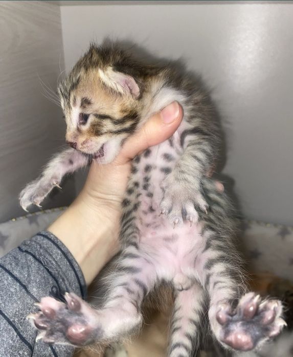 Бенгальская кошка-мать и детеныш