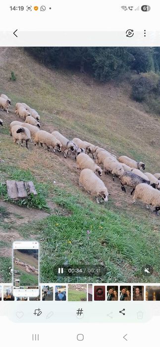 Vand 50 de oi turcane