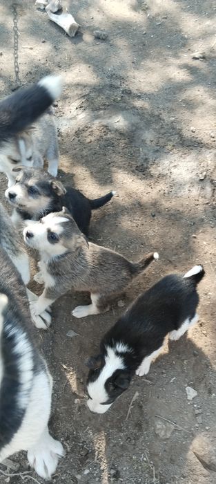 Щенки, мальчики и девочки