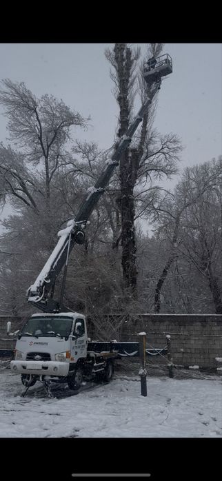 Спил деревьев, агаш кесу