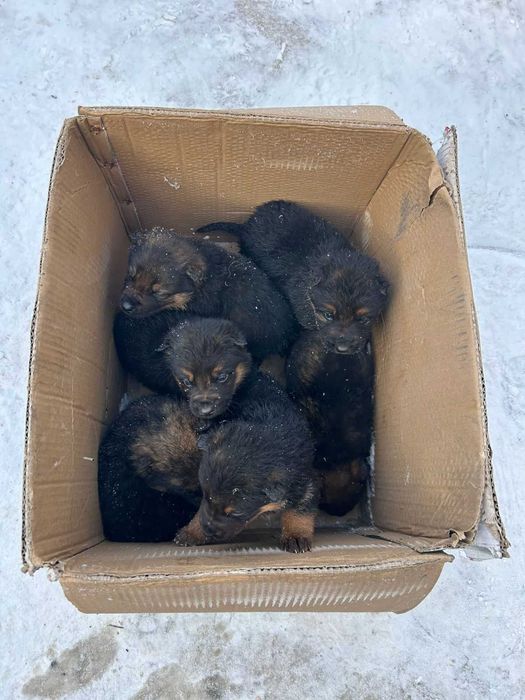 Продам щенят немецкой овчарки