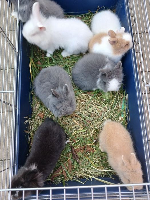 Iepurași pitici Cap de Leu cu ochii albaștrii