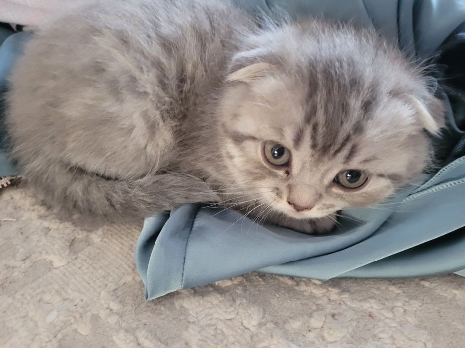 Продаются милые британские котята