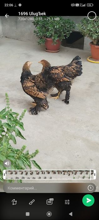 Brama zolota Joja tovuq donasi 500000