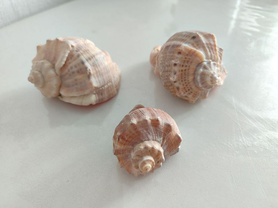 Ракушки для аквариума