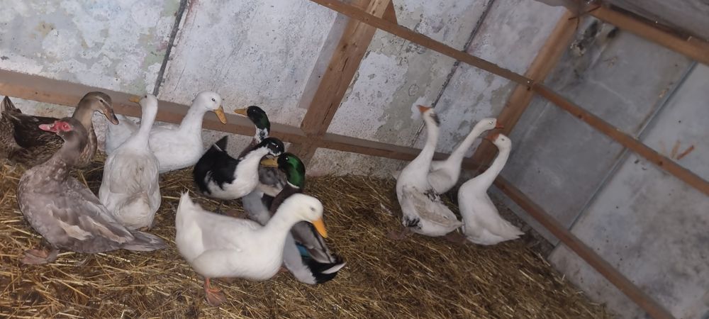 Продавам неми патици,,юрдечки,яйца,и малки.