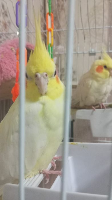 Карелла пара ейцо делают