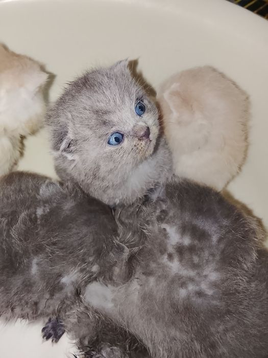 Zotli mushukchalar sotuvda