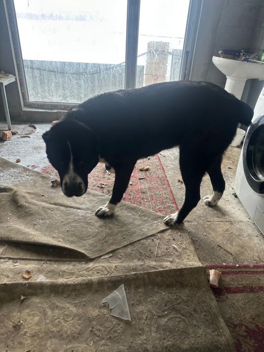 Продаем щенков (Алабай)