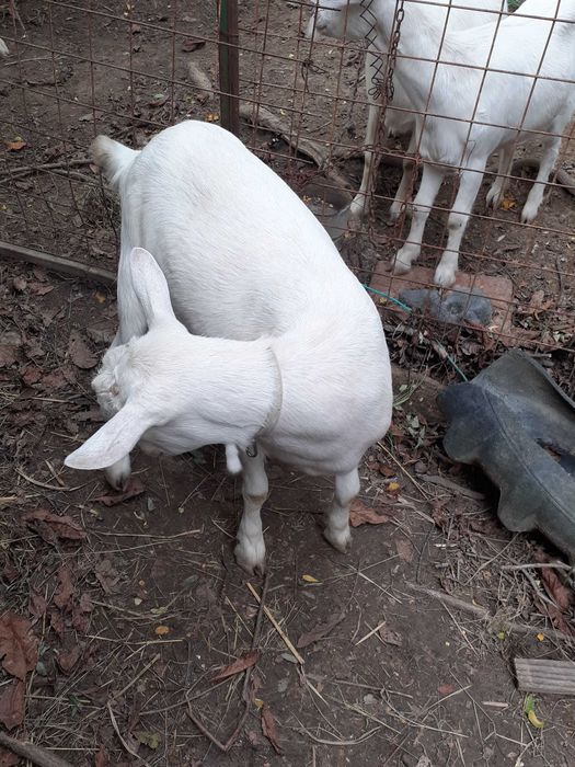 De vânzare iedita saanen