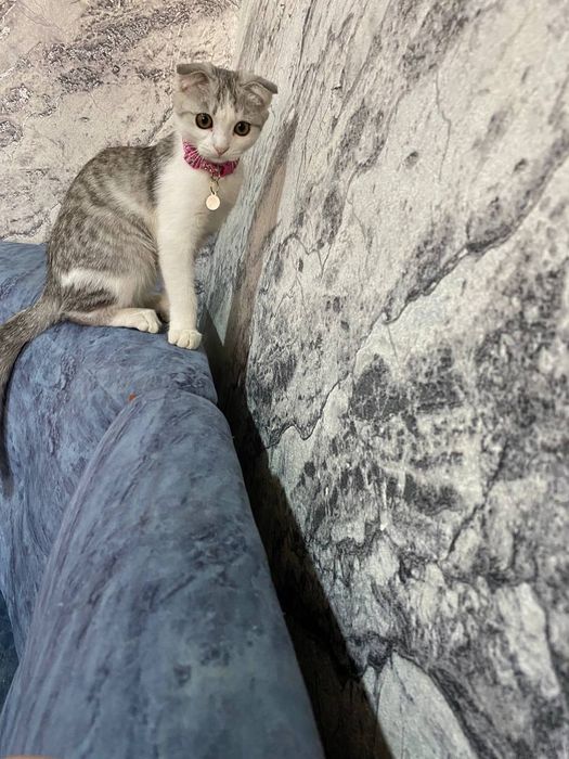 «Продам котят, 1 месяц, здоровые»