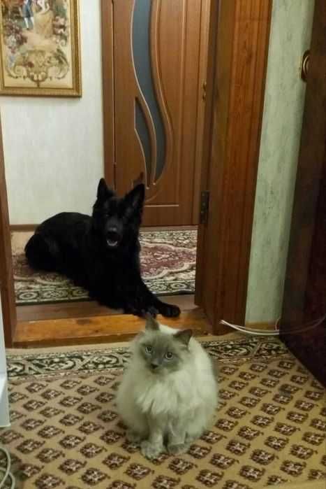 Отдам немецкую овчарку подростка