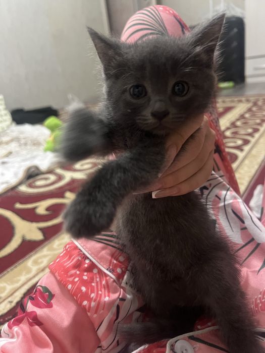 Котенок отдам даром