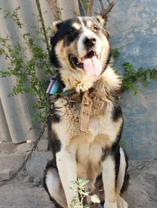 Aqlli kuchuk 2yarm yosh