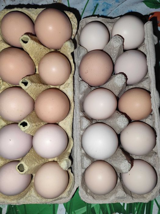 Oua incubat disponibile