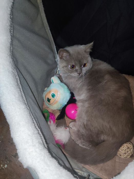 Mushuk Zottor Ckotsh fold