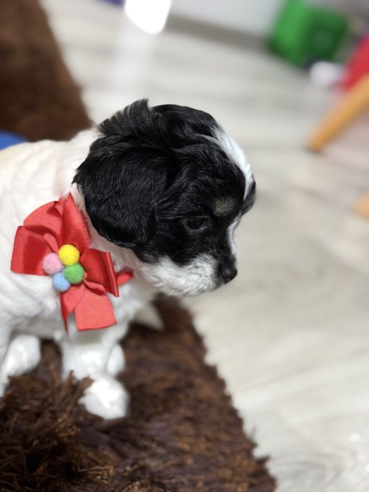 Fetița frumoasa si educata