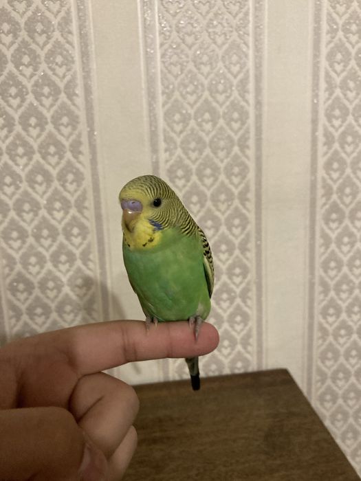 Волнистый попугай ручной