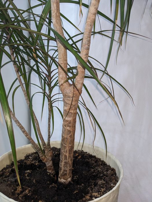 Plantă de interior Arborele dragonului ( Dracaena marginata)