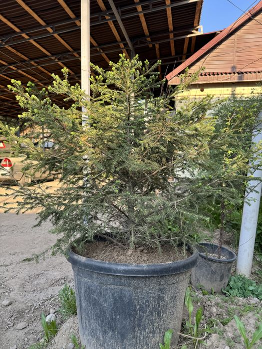 Хвойные деревья продается