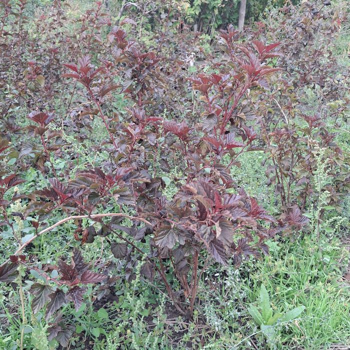 Растения,кусарники