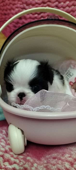 Девочка японского хина.