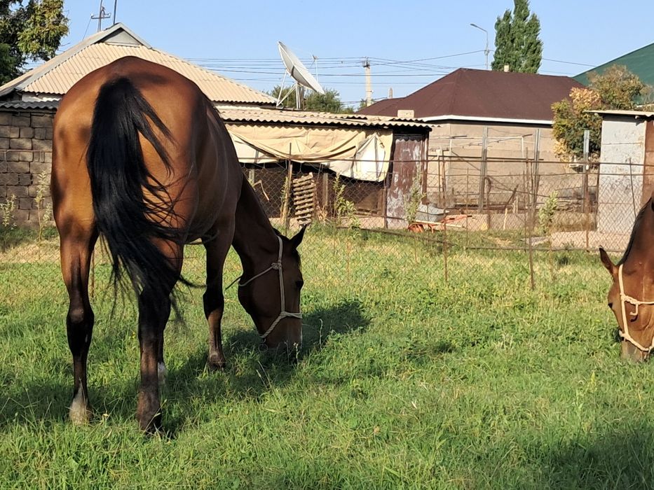 буаз бие сатылады.