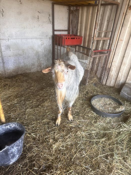 Vand Țap Metis de Alpin