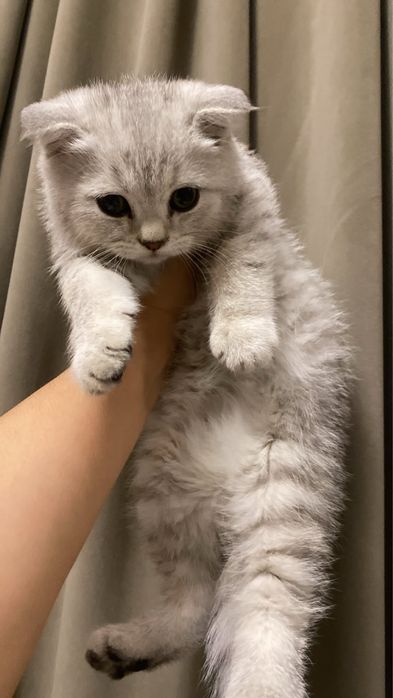 Шотландская серебристая шиншилла 5мес.