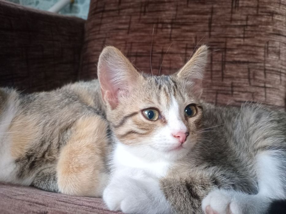 Котенок ищет своего человека