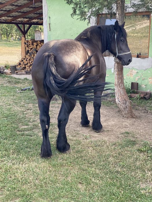 De vânzare iapă de 4 ani