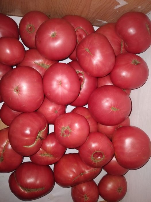 Продам домашние помидоры