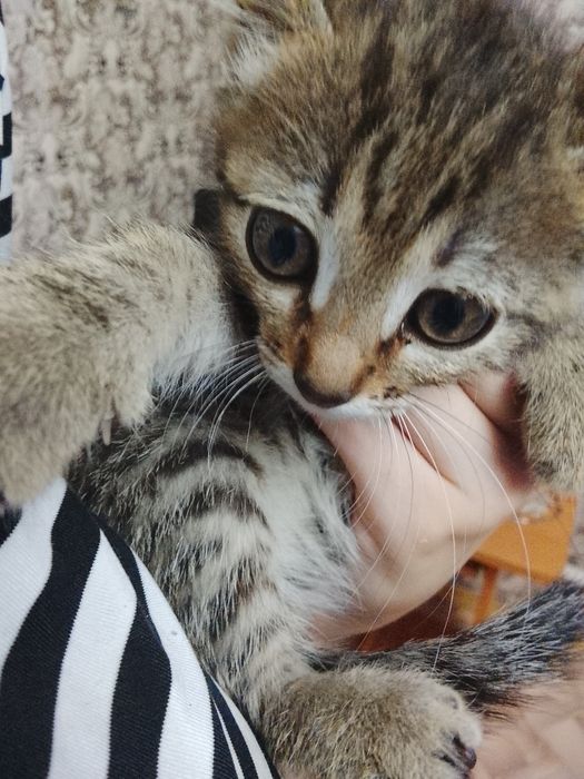 Отдам котенка мальчик 2 месяца