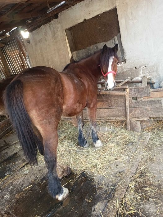 Vând iapă și mânză