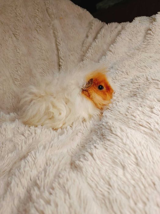 Морски свинчета альпако и зайчета