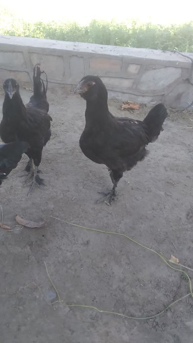 Qora tovuqlar sotiladi