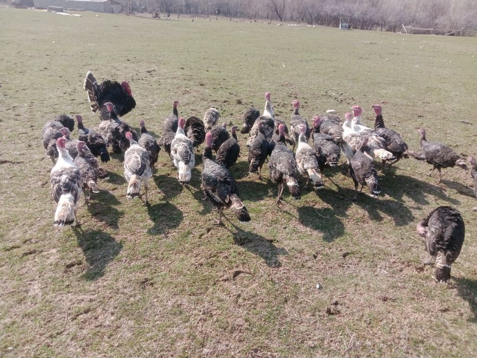 Үндік сатылады..