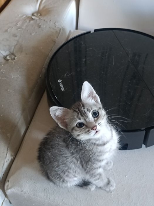 Ищем добрые руки котятам