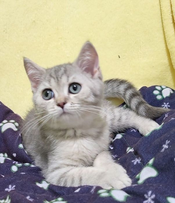 British shorthair