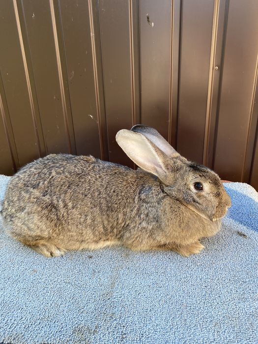 3 femele disponibile