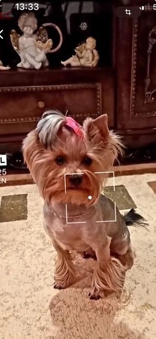 Щенки Йорка продам