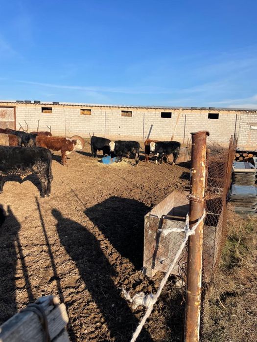 Таза ангус урыктыкка