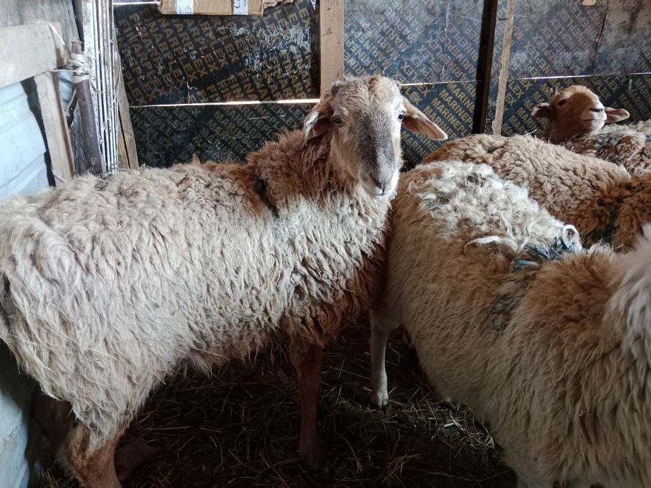 Срочно срочно продам