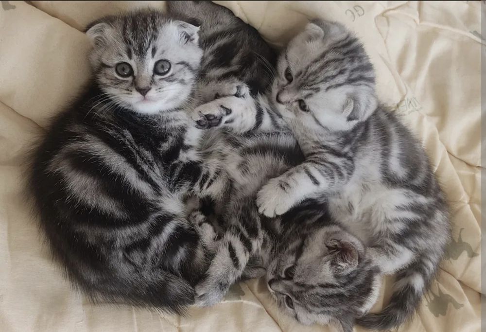 Вислоухие Шотландские котята