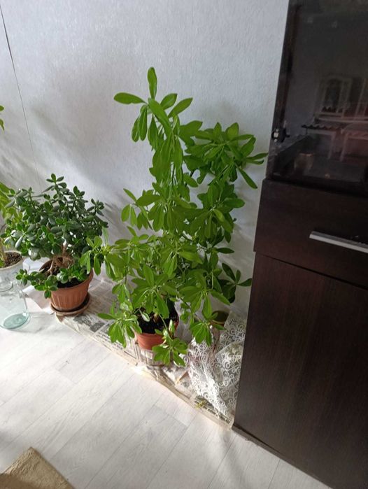 Цветы разного вида