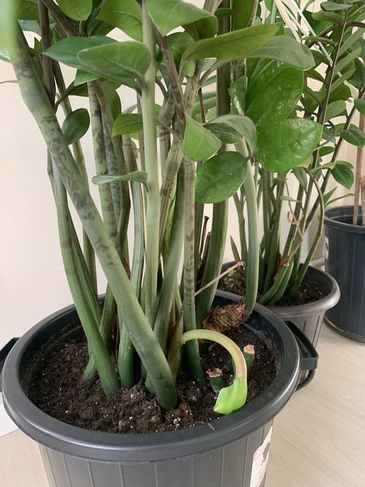 Комнатные растения разные