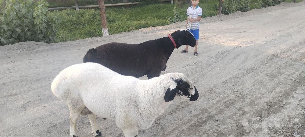 Кучкор сотилади 1'5 йошар слглом